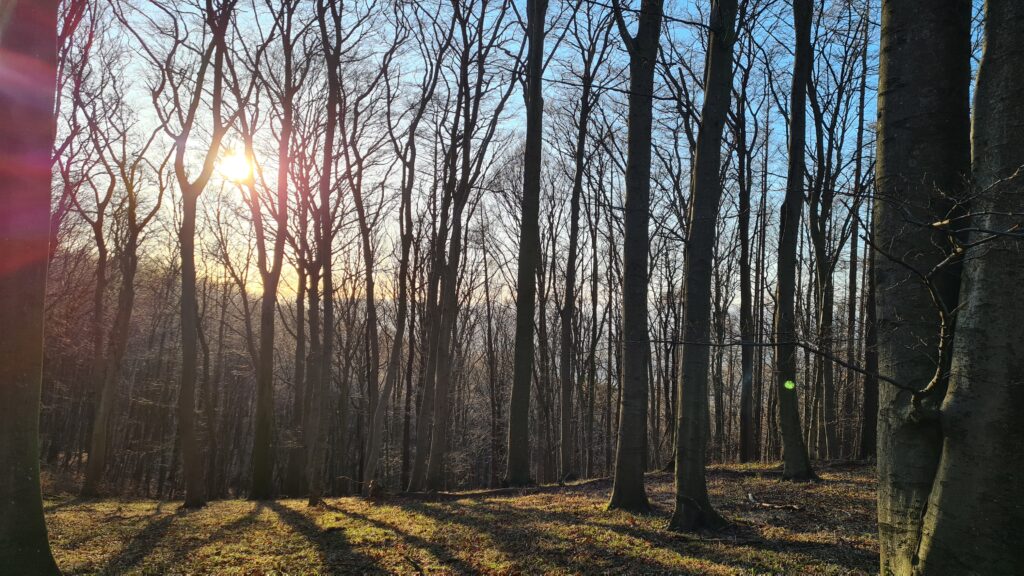 Wald als Sinnbild für Nachhaltigkeit