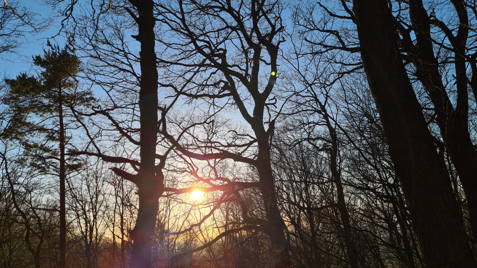 Wald als Symbol für Nachhaltigkeit